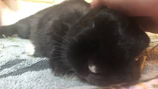 Tiny Snuggle Bunny Purr