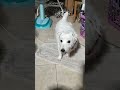 JRT Nano & Cupcake Ep.4