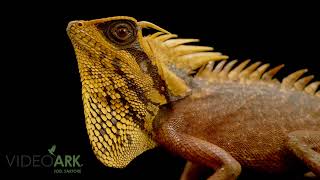 A Male Natalias Mountain Horned Lizard Acanthosaura Nataliae At Iguanaland Near Punta Gorda