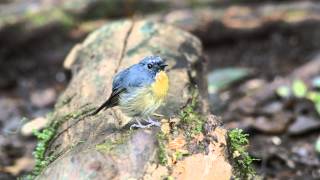 Download Lagu Snowy-browed Flycatcher,male  (Ficedula hyperythra) MP3 Download Lagu Snowy-browed Flycatcher,male  (Ficedula hyperythra) MP3