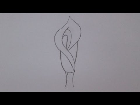 Vídeo: Como Desenhar Um Lírio Com Um Lápis