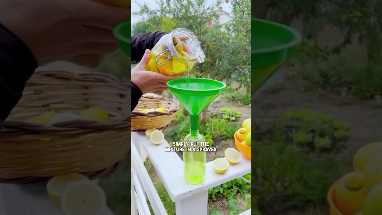 3 Genius Ways to Reuse Lemon Peels 🍋 Zero Waste Hacks You’ll Love!