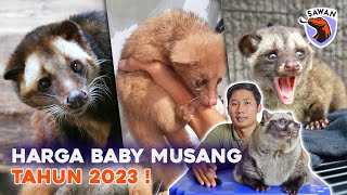 HARGA BEBERAPA JENIS BABY MUSANG ! #SAWAN