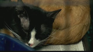 Dozens of cats, kittens rescued from apartment in Owensboro