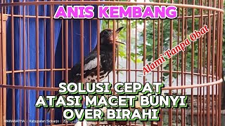 Solusi Cepat Atasi Macet Bunyi Karena Over Birahi pada Anis Kembang