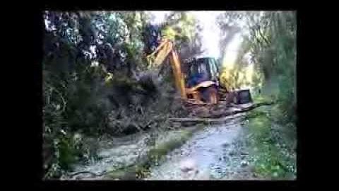 JCB 217 removing standing dead trees