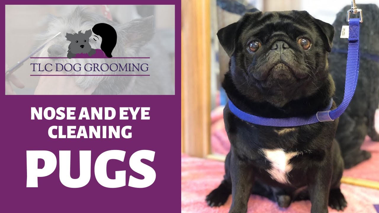 How to clean the nose and eye area on a Pug and other short-nosed