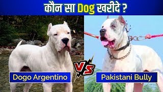 Dogo Argentino VS Pakistani Bully In Hindi | Bully Kutta VS Dogo Argentino | Sahil Berwer