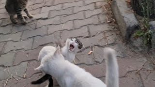 Angry White Cat slaps little kitten in front of it