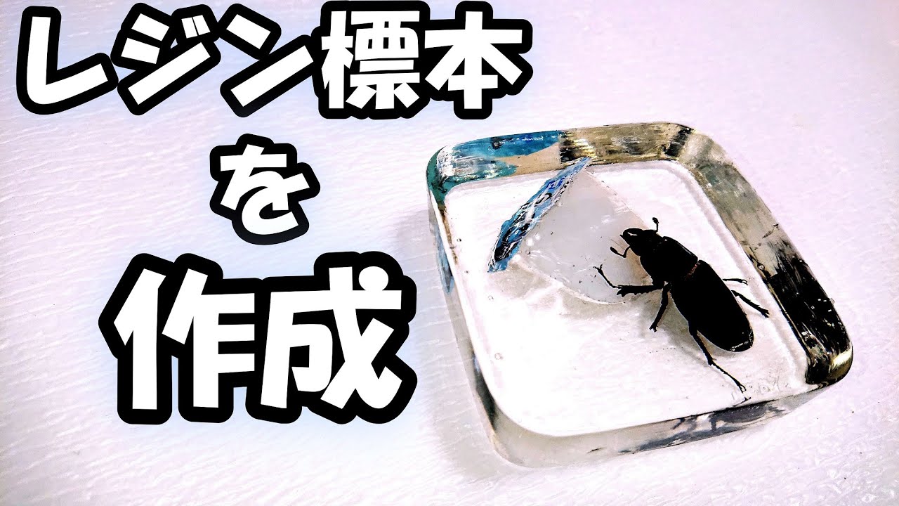 Create a resin specimen of a jelly-eating stag beetle! - YouTube