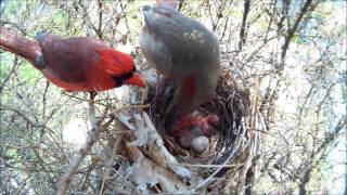 A Touching Moment of Cardinal Feeding Babies