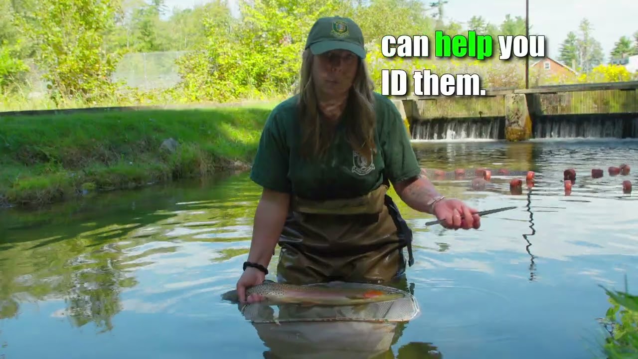 Рыболовы с Кайлой - Рыбные сюжеты