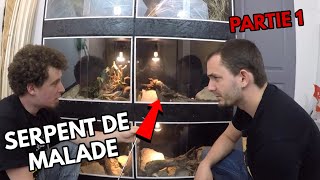 Je VISITE la PIÈCE d&#39; ÉLEVAGE d&#39;un abonné - terrarium naturel