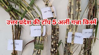 यूपी की टॉप 5 अर्ली गन्ना प्रजातियां | Top 5 early sugarcane variety screenshot 4