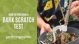 How to check if a plant is alive or dead | How to do a bark test.