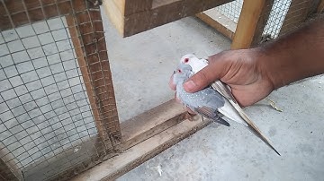 Finch and Dove New Colony Setup in Urdu/Hindi.