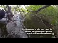 Hermano de niña con autismo se mete a un lago para rescatarla