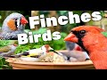 Outdoor Bird Aviary | Bird Sounds | Finches
