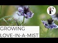 How to Grow Love-in-a-Mist Nigella Growing Flowers from Seed Gardening for Beginners Cut Flower Farm