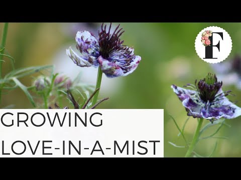 How to Grow Love-in-a-Mist Nigella Growing Flowers from Seed Gardening for Beginners Cut Flower Farm