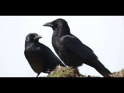 Video: Ako Udržať Vranu