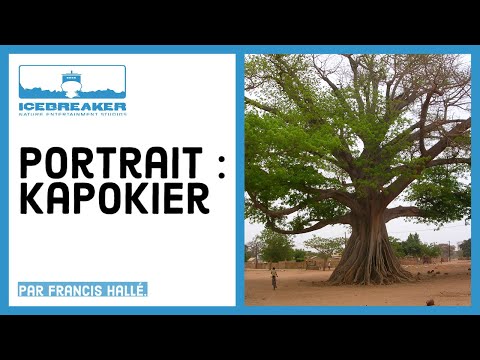 Vidéo: Ceiba (arbre): photo, description, où il pousse