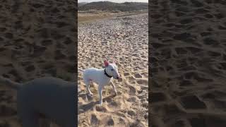 Bull Terrier At The Beach