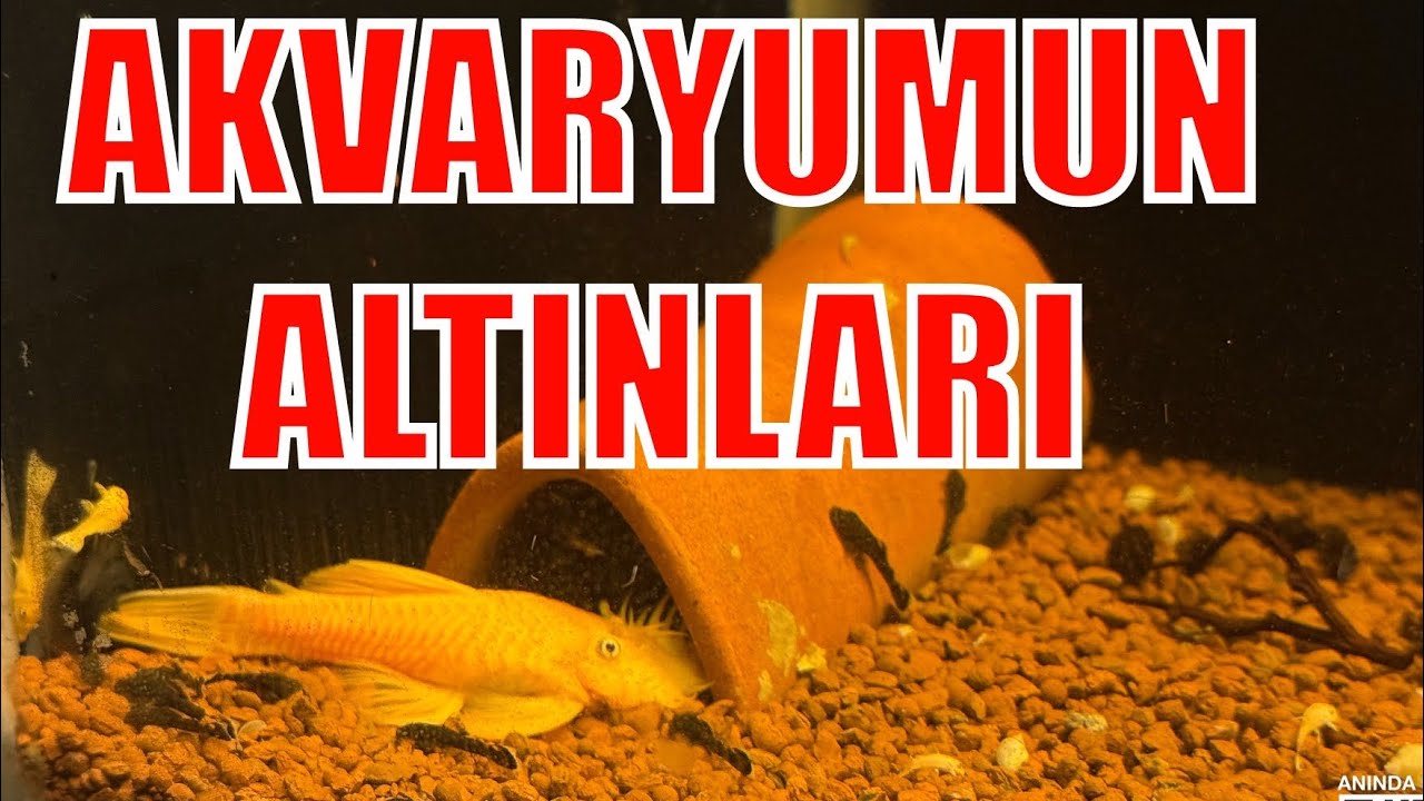 L144 VATOZLAR İLE İLGİLİ TÜM DETAYLAR 