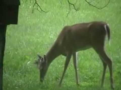 deer eating a bird