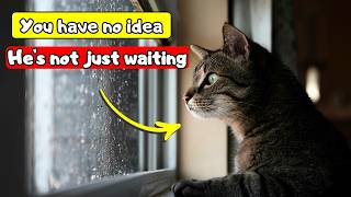 What Happens to Your Cat When You're NOT Home — The Science Is Surprising