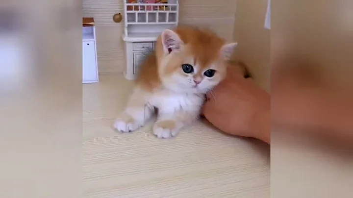 Video 11781451: kitten purring, enjoy best funny cats, best funny cats dogs, pets animals