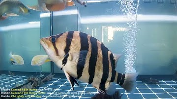 Tập thay nước trực tiếp bằng nước máy cho cá mới mua về - cá không bao giờ sốc nước