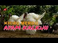 Suara Merdu Kalkun Kalkun Cantik Mp3 - Mp4 Download