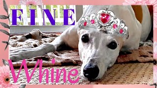 Why Does My Greyhound Whine?