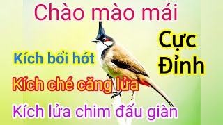 Chào mào mái hót kích bổi ra giọng căng lửa | chào mào mái hót | Chào mào mái kích trống | chào mào