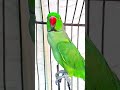 Ye Mithu  talking parrot clear voice 😘