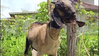 Suara Kambing, suara embek, kambing embek-embek, mbek kambing, suara kambing lucu