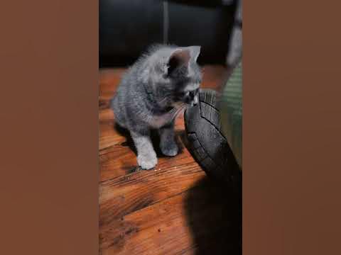 What a month! Magical on so many levels! ️ #bebrave #lovekitties # ...