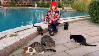 Feeding Stray Cats / Cats Gather by the Pool|4K by Cats World 672 views 2 months ago 3 minutes, 36 seconds