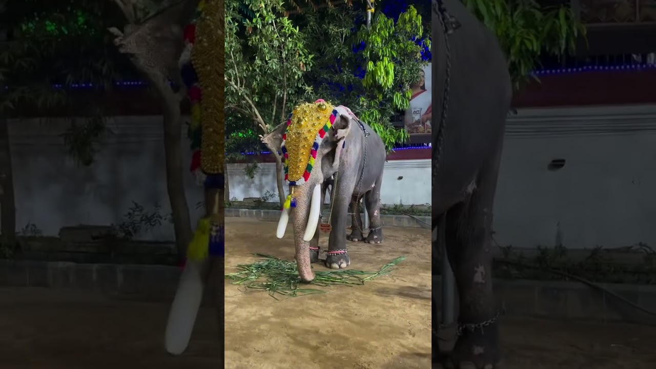 വലിയവിളക്ക് ദിവസം എറണാകുളത്തപ്പന്റെ മണ്ണിൽ വന്ന കൊമ്പന്മാർ🔥#elephant #shorts #trending #short