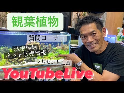 観葉植物 育てかた 秋 外に出す Youtubelive 開花園チャンネル Youtube