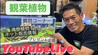 観葉植物  育てかた  秋  外に出す YouTubeLive  @開花園チャンネル