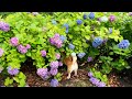 かくれんぼしてるの、だーれ？ Who’s hiding? 