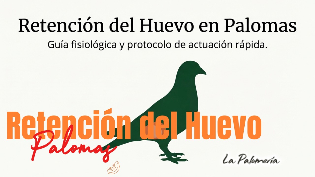 El problema de la retención de huevos en palomas 🐣