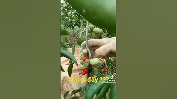 Hạt dổi .một loại gia vị quí hiếm ít ai được ăn #traicayvietnam #hạtdổi