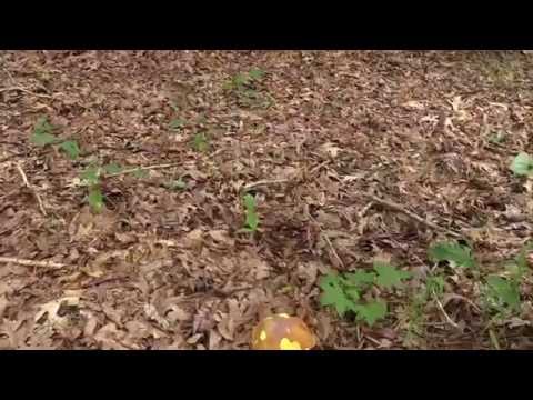 Video: Poisonous Entoloma: yees duab thiab piav qhia ntawm fungus