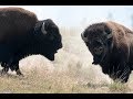 Bison Bull Rams a Jeep