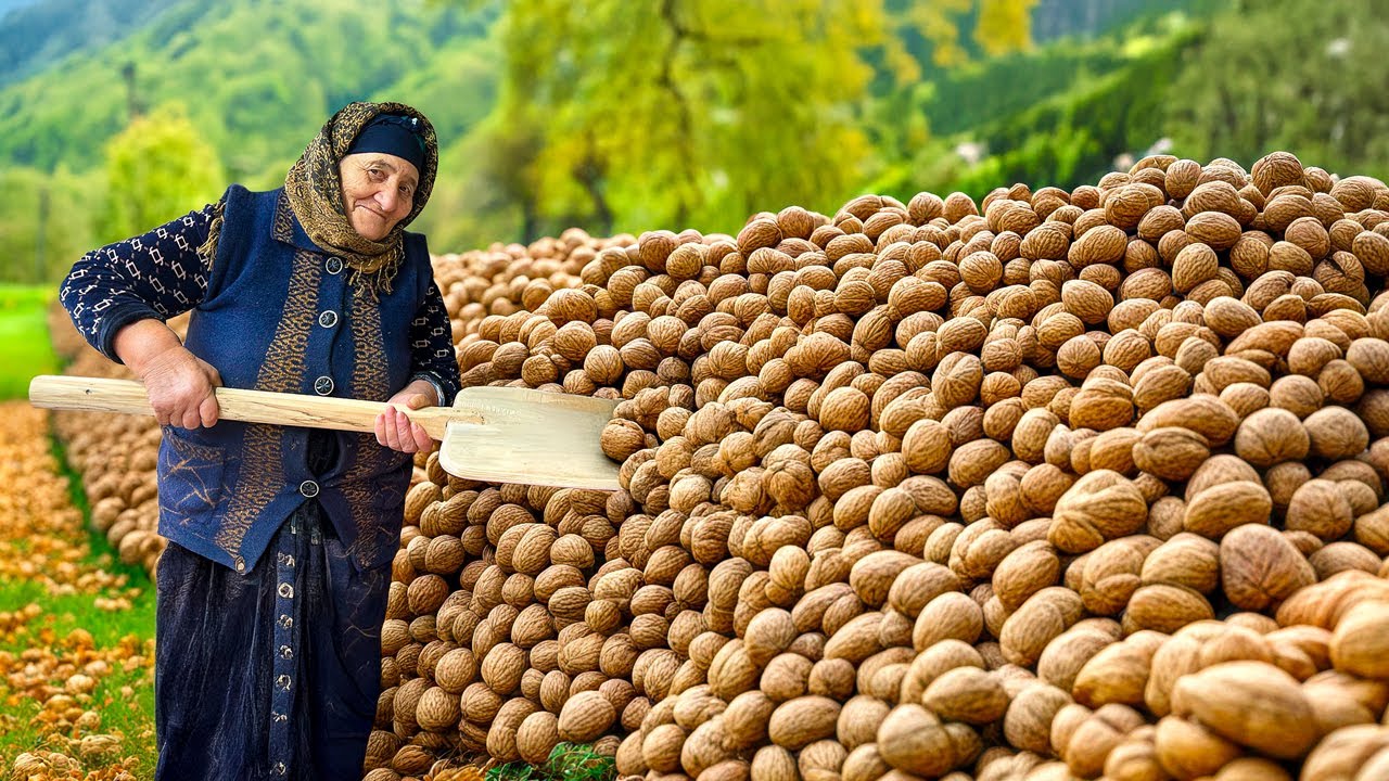 Секреты Бабушкиного Урожая: Тонны Свежих Грецких Орехов Превращаются В Органическое Варенье!