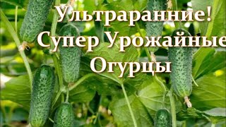 5 Отличных Сортов и Гибридов Ультраранних Огурцов для выращивания в Теплице и Открытом грунте