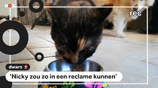 Dwars: Janou baalt van perfecte katten in reclames